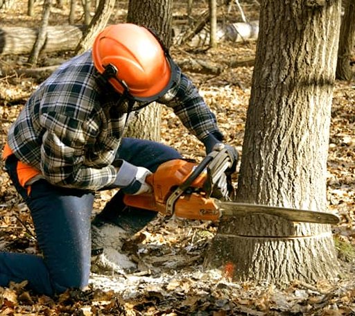 Tree Removal in Pittsburg, TX